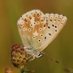 Modrásek vikvicový - Polyommatus coridon ♂, Milovice (VII, 2009)