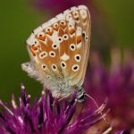 Modrásek vikvicový - Polyommatus coridon ♂, Ostružno (VII, 2009)