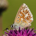 Modrásek vikvicový - Polyommatus coridon ♂, Ostružno (VII, 2009)