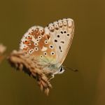 Modrásek vikvicový - Polyommatus coridon ♂, Ralsko (VII, 2009)