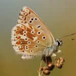 Modrásek vikvicový - Polyommatus coridon ♂, Ralsko (VII, 2009)