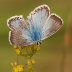 Modrásek vikvicový - Polyommatus coridon ♂, Ralsko (VII, 2009)