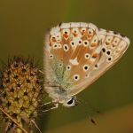 Modrásek vikvicový - Polyommatus coridon ♂, Raná (VII, 2009)