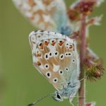 Modrásek vikvicový - Polyommatus coridon ♂, Raná (VII, 2009)