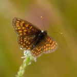 Hnědásek podunajský - Melitaea britomartis (pravděpodobné určení), (VII, 2013)