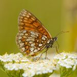 Hnědásek podunajský - Melitaea britomartis (pravděpodobné určení), (VII, 2013)