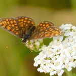 Hnědásek podunajský - Melitaea britomartis (pravděpodobné určení), (VII, 2013)