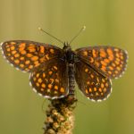 Hnědásek podunajský - Melitaea britomartis (pravděpodobné určení), (VII, 2013)