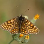 Hnědásek podunajský - Melitaea britomartis (pravděpodobné určení), (VII, 2013)