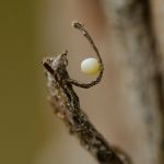 Okáč bělopásný - Hipparchia alcyone, Sedlčansko, vajíčko (VII, 2011)