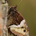 Okáč bělopásný - Hipparchia alcyone, Sedlčansko (VII, 2011)