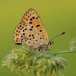 k černoskvrnný - Lycaena tityrus ♂, Ostružno (V, 2009)