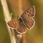 Ohniváček černornskvný - Lycaena tityrus ♂, Milovice (V, 2007)