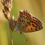 Ohniváček černoskvrnný - Lycaena tityrus ♀, Milovice (VII, 2007)