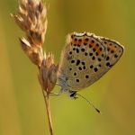 Ohniváček černoskvrnný - Lycaena tityrus ♀, Milovice (VII, 2007)