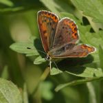 Ohniváček černoskvrnný - Lycaena tityrus ♀, NP Podyjí (V 2007)