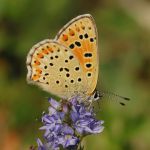 Ohniváček černoskvrnný - Lycaena tityrus ♀, NP Podyjí (V, 2008)