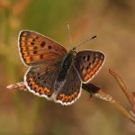 Ohniváček černoskvrnný - Lycaena tityrus ♀, NP Podyjí (V, 2008)