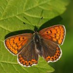 Ohniváček černoskvrnný - Lycaena tityrus ♀, NP Podyjí (V, 2009)