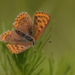 Ohniváček černoskvrnný - Lycaena tityrus ♀, NPP Váté písky (VI, 2007)