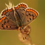 Ohniváček černoskvrnný - Lycaena tityrus ♀, Ostružno (VII, 2010)