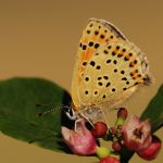 Ohniváček černoskvrnný - Lycaena tityrus ♀, Ralsko (V, 2009)