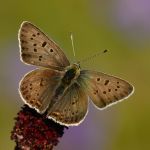 Ohniváček černoskvrnný - Lycaena tityrus ♂, Boršov (VII, 2011)