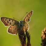 Ohniváček černoskvrnný - Lycaena tityrus ♂, Lukavec (VIII, 2007)