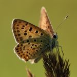 Ohniváček černoskvrnný - Lycaena tityrus ♂, Lukavec (VIII, 2007)