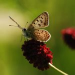 Ohniváček černoskvrnný - Lycaena tityrus ♂, Lukavec (VIII, 2007)