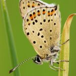 Ohniváček černoskvrnný - Lycaena tityrus ♂, Milovice (V, 2010)