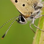 Ohniváček černoskvrnný - Lycaena tityrus ♂, Milovice (V, 2010)