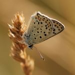 Ohniváček černoskvrnný - Lycaena tityrus ♂, Milovice (VII, 2007)