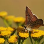 Ohniváček černoskvrnný - Lycaena tityrus ♂, Milovice (VII, 2007)