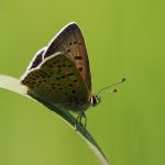 Ohniváček černoskvrnný - Lycaena tityrus ♂, NP Podyjí (V, 2008)