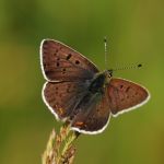 Ohniváček černoskvrnný - Lycaena tityrus ♂, NP Podyjí (V, 2008)