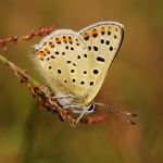 Ohniváček černoskvrnný - Lycaena tityrus ♂, NP Podyjí (V, 2008)