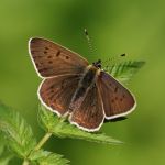 Ohniváček černoskvrnný - Lycaena tityrus ♂, NP Podyjí (V, 2009)