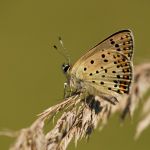 Ohniváček černoskvrnný - Lycaena tityrus ♂, NP Podyjí (VII, 2007)