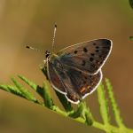 Ohniváček černoskvrnný - Lycaena tityrus ♂, NP Podyjí (VII, 2007)