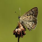 Ohniváček černoskvrnný - Lycaena tityrus ♂, NP Podyjí (VII, 2007)