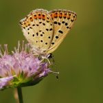 Ohniváček černoskvrnný - Lycaena tityrus ♂, NP Podyjí (VII, 2007)