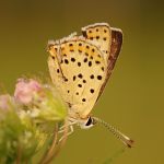 Ohniváček černoskvrnný - Lycaena tityrus ♂, Ralsko (VII, 2009)