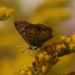 Ohniváček černoskvrnný - Lycaena tityrus ♂, Rudník (VII, 2006)