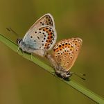 Modrásek černolemý - Plebejus argus, kopulace, Ralsko (VI, 2009)