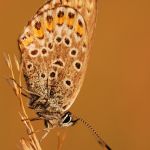 Modrásek černolemý - Plebejus argus ♀, Ralsko (IX, 2009)