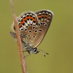 Modrásek černolemý - Plebejus argus ♀, Ralsko (VI, 2009)