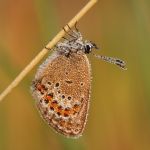 Modrásek černolemý - Plebejus argus ♀, Ralsko (VII, 2009)