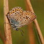 Modrásek černolemý - Plebejus argus ♀, Ralsko (VII, 2009)