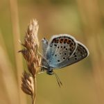 Modrásek černolemý - Plebejus argus ♂, Milovice (VII, 2007)